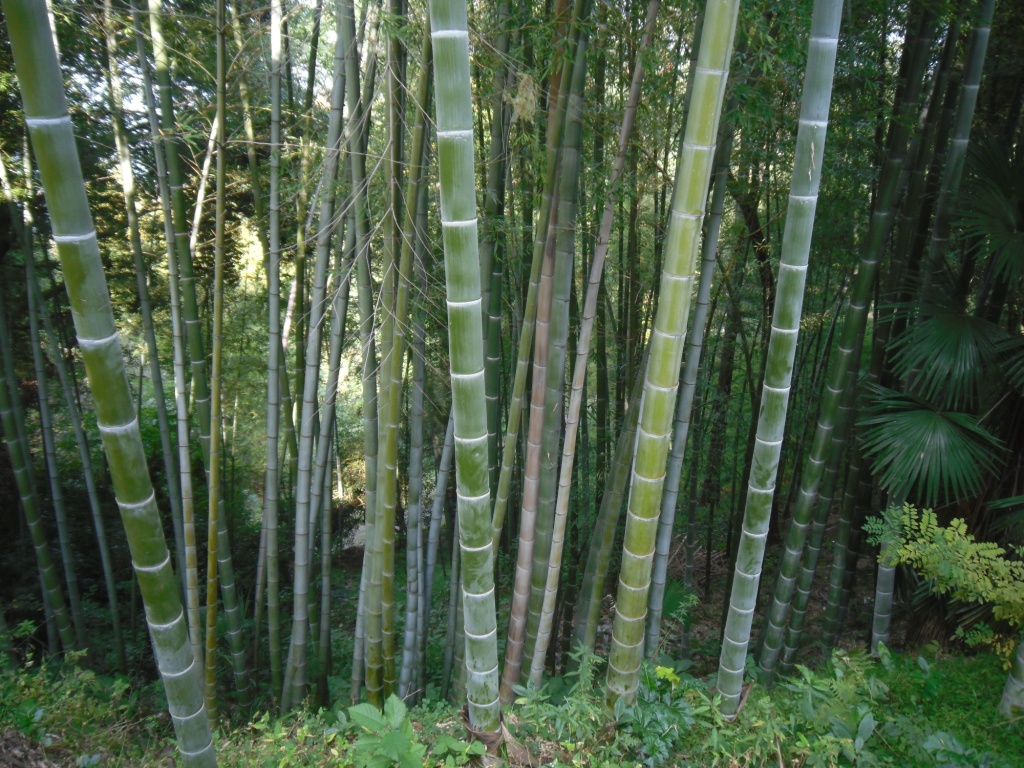 Изображение особи Phyllostachys pubescens.