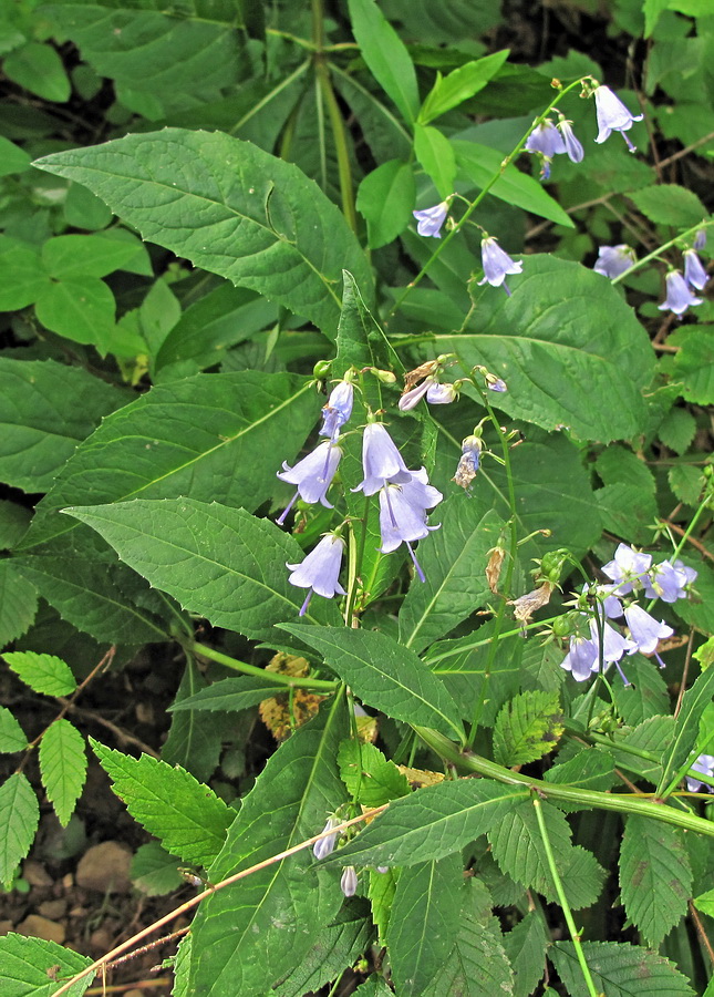 Изображение особи Adenophora triphylla.