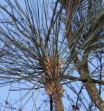 Pinus coulteri. Верхушка побега. Германия, г. Дюссельдорф, Ботанический сад университета. 02.03.2014.
