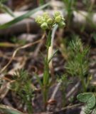 Valerianella vesicaria. Плодоносящее растение. Израиль, г. Кирьят-Оно; сквер у Ono Academic College. 11.03.2014.