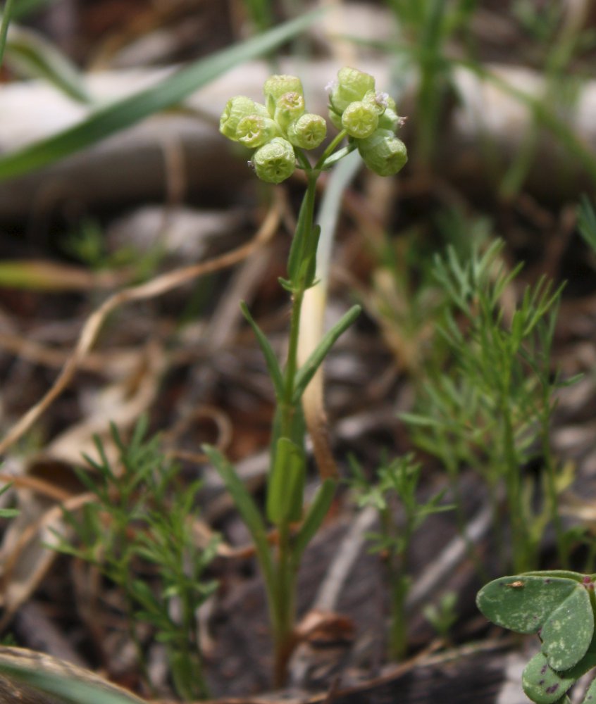 Изображение особи Valerianella vesicaria.