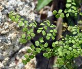 Adiantum stenochlamys. Часть вайи. Таиланд, остров Пханган. 23.06.2013.