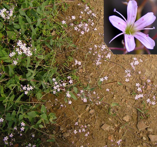 Image of Gypsophila pacifica specimen.