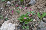 Primula fedtschenkoi