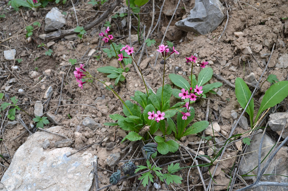 Image of Primula fedtschenkoi specimen.