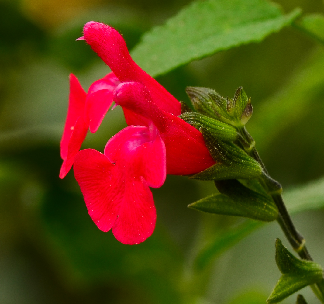 Image of Salvia microphylla specimen.