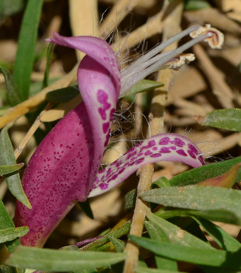 Изображение особи Eremophila maculata.