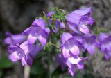 Campanula taurica