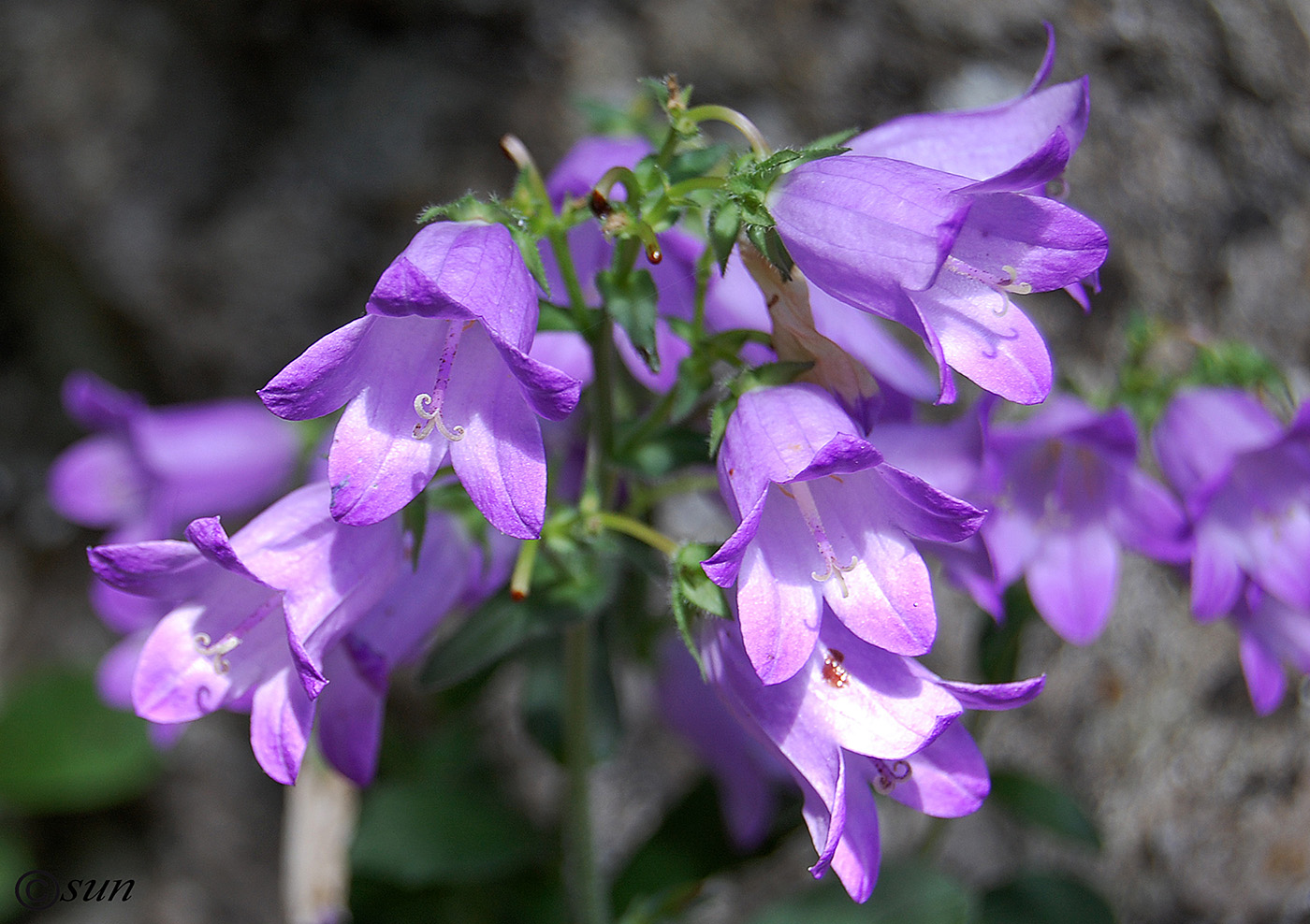 Изображение особи Campanula taurica.