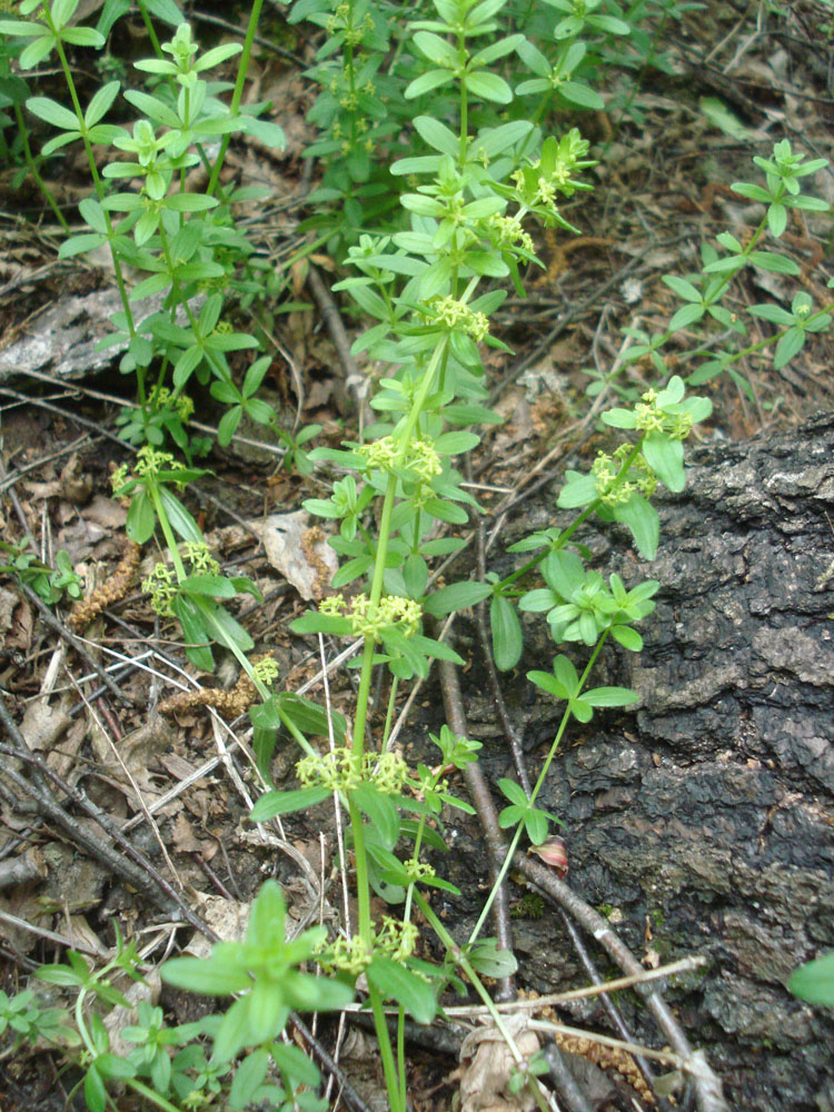 Image of Cruciata glabra specimen.