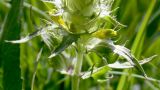 Rhinanthus glacialis ssp. aristatus