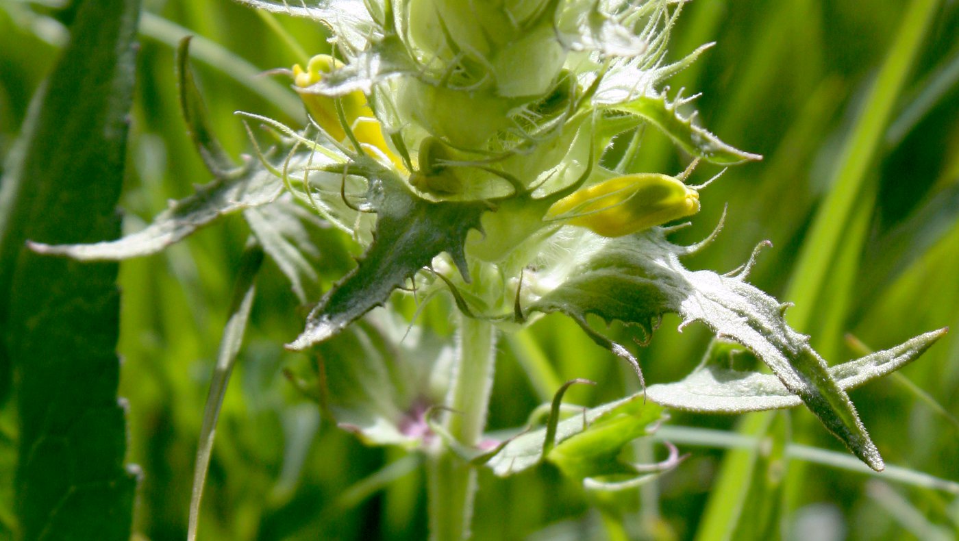 Изображение особи Rhinanthus glacialis ssp. aristatus.