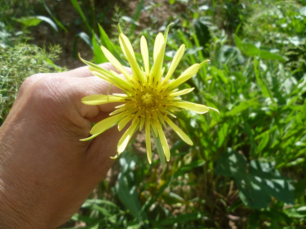 Изображение особи Tragopogon paradoxus.