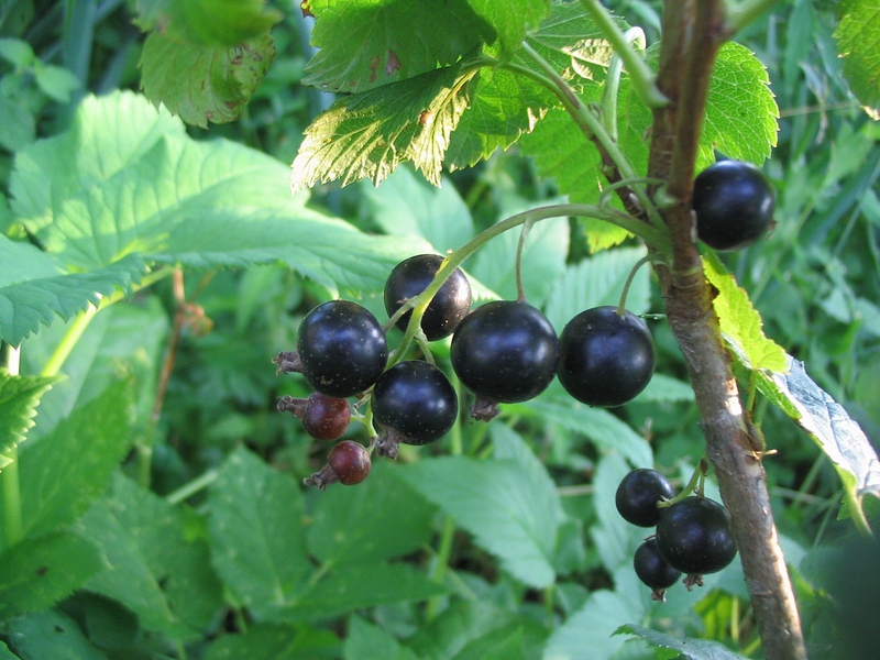 Изображение особи Ribes nigrum.