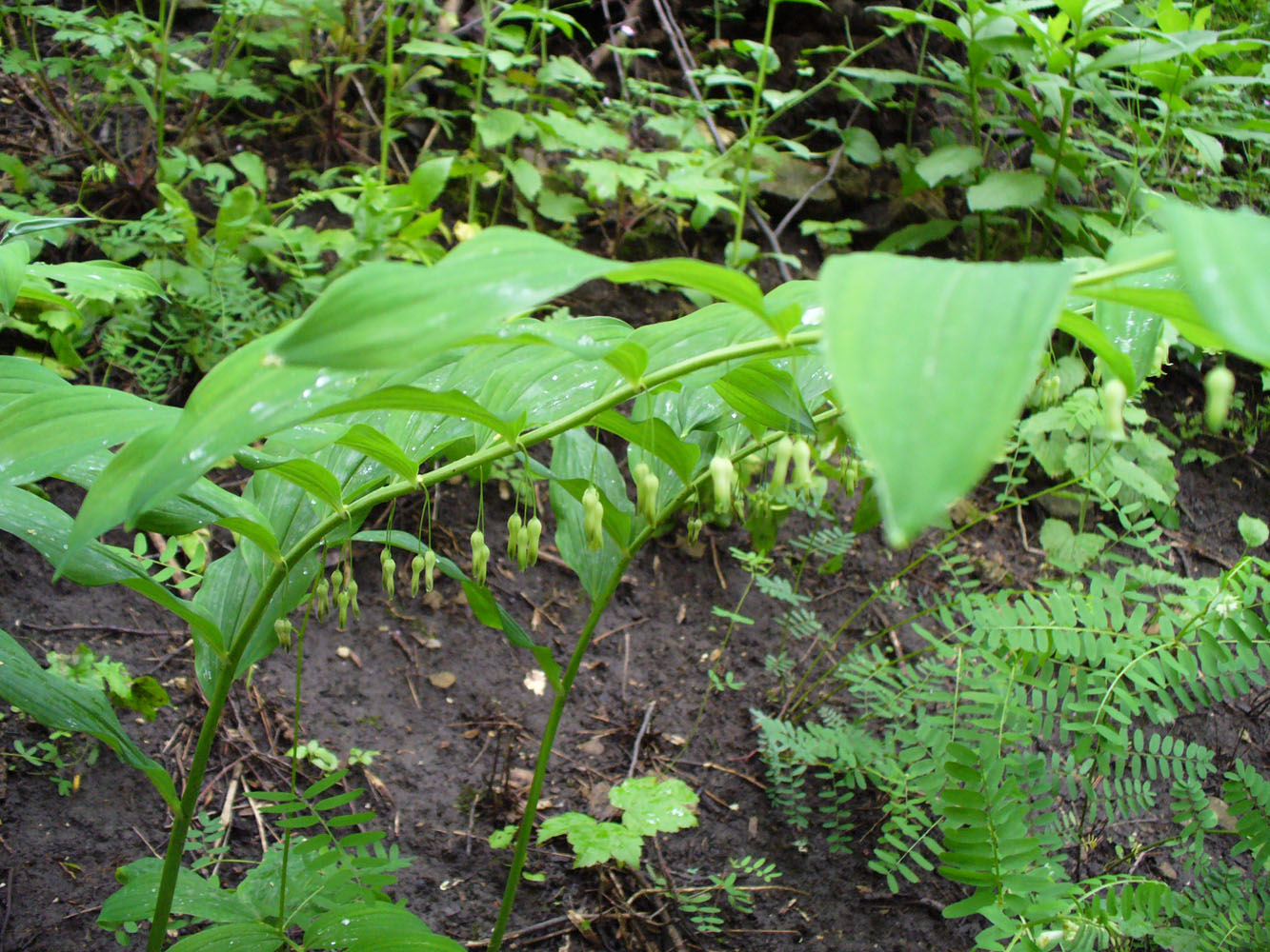 Image of Polygonatum multiflorum specimen.