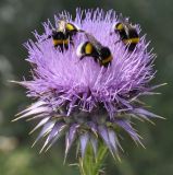 Image of taxon representative. Author is Роланд Цандекидис
