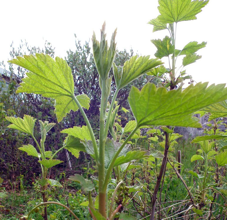 Image of genus Ribes specimen.