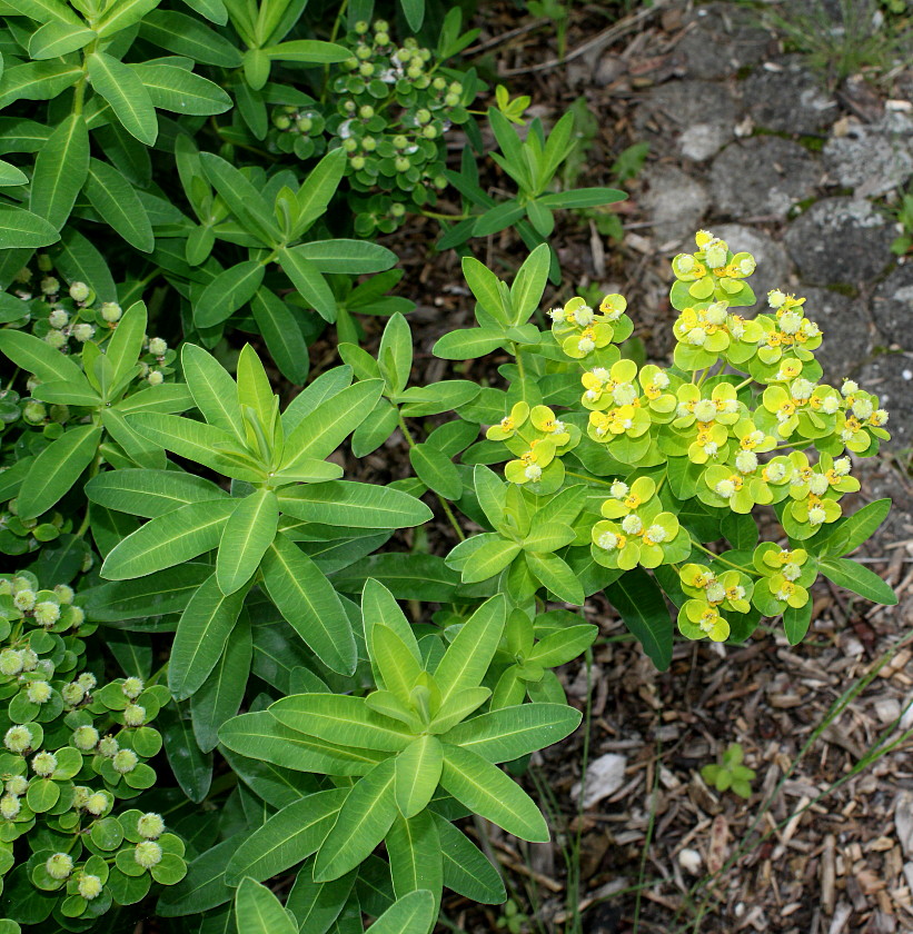 Image of Euphorbia villosa specimen.