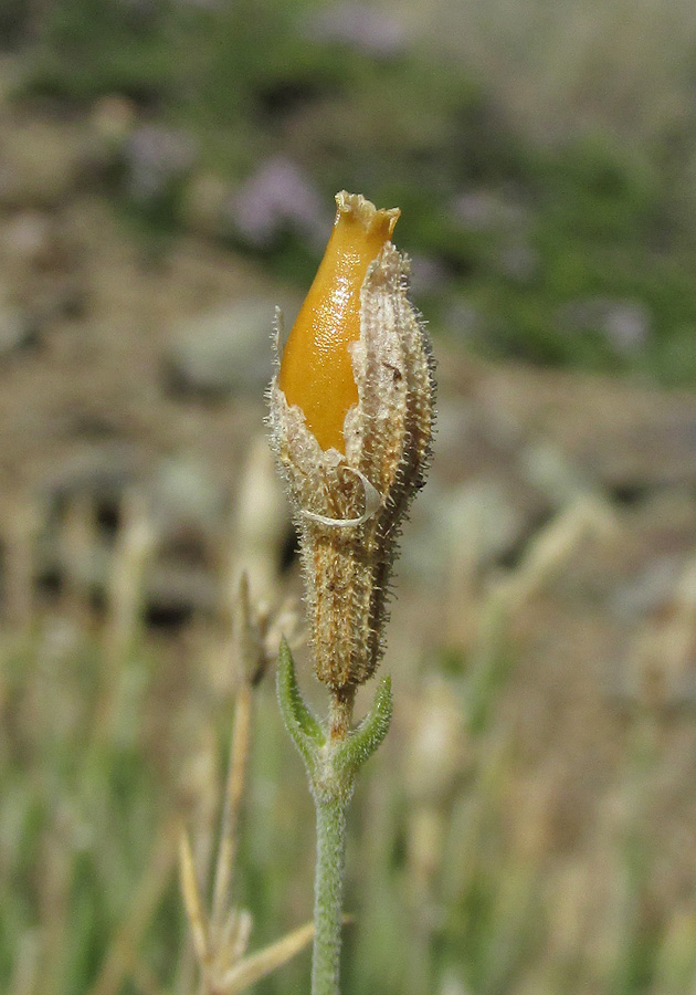 Image of Silene syreitschikowii specimen.