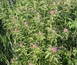 Eupatorium cannabinum
