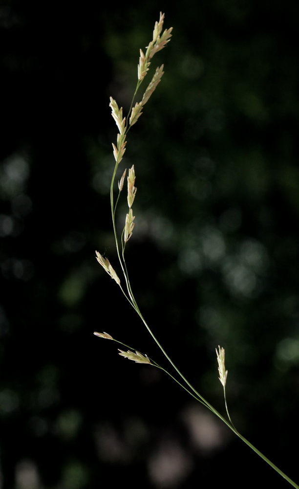 Image of Glyceria leptorhiza specimen.