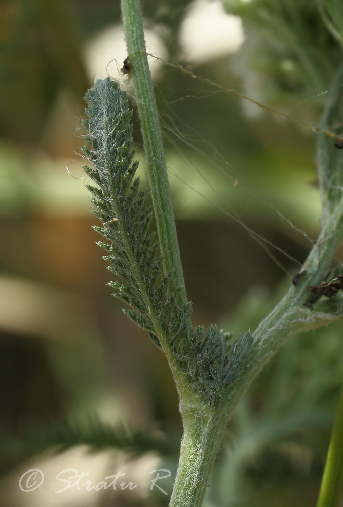 Изображение особи Achillea setacea.