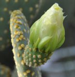 Opuntia microdasys