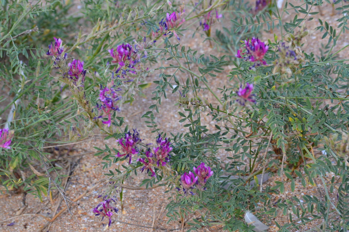 Изображение особи Astragalus varius.