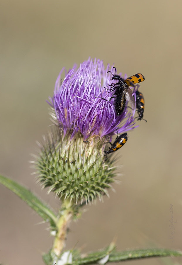 Image of Cirsium serrulatum specimen.