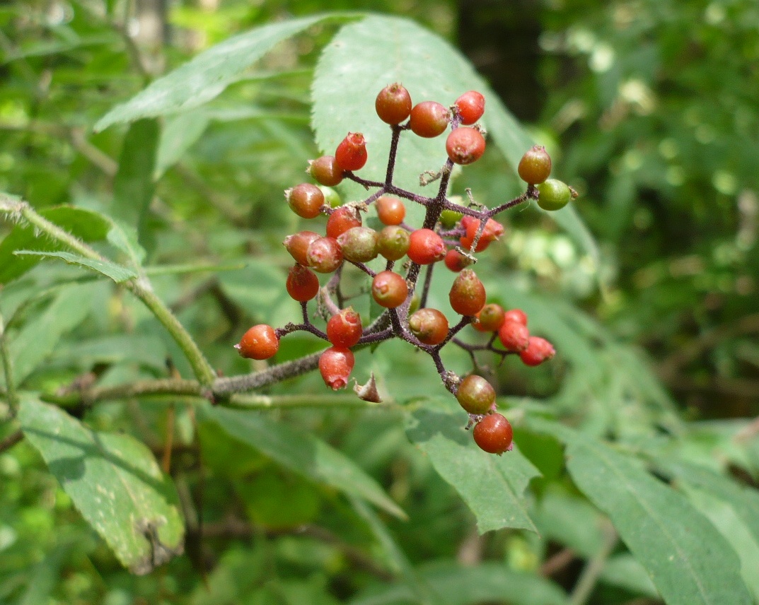 Изображение особи Sambucus sibirica.