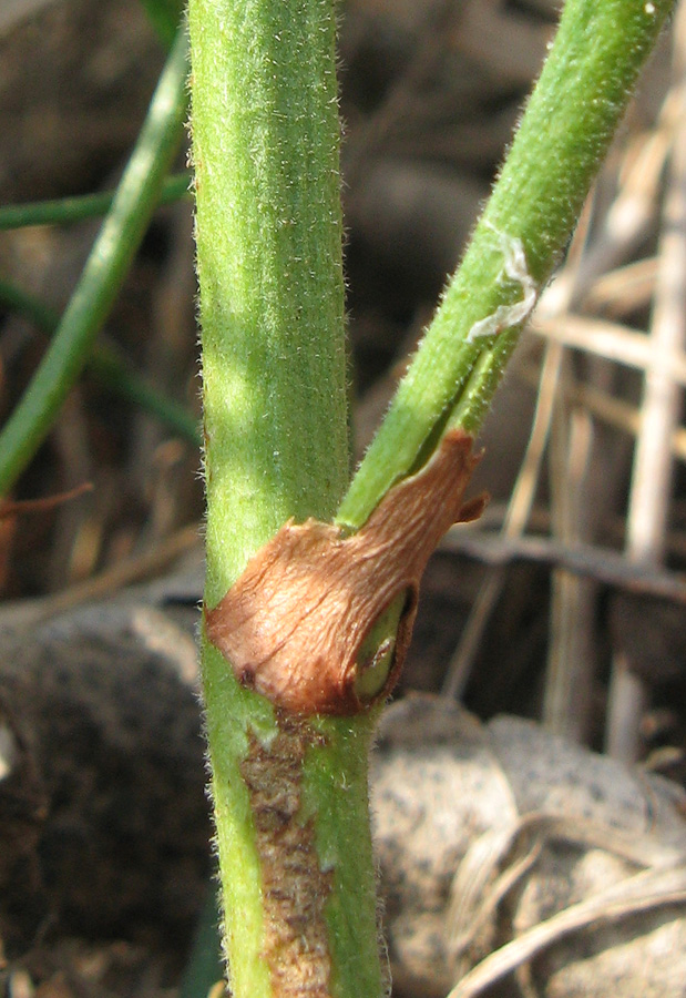 Image of Limonium coriarium specimen.