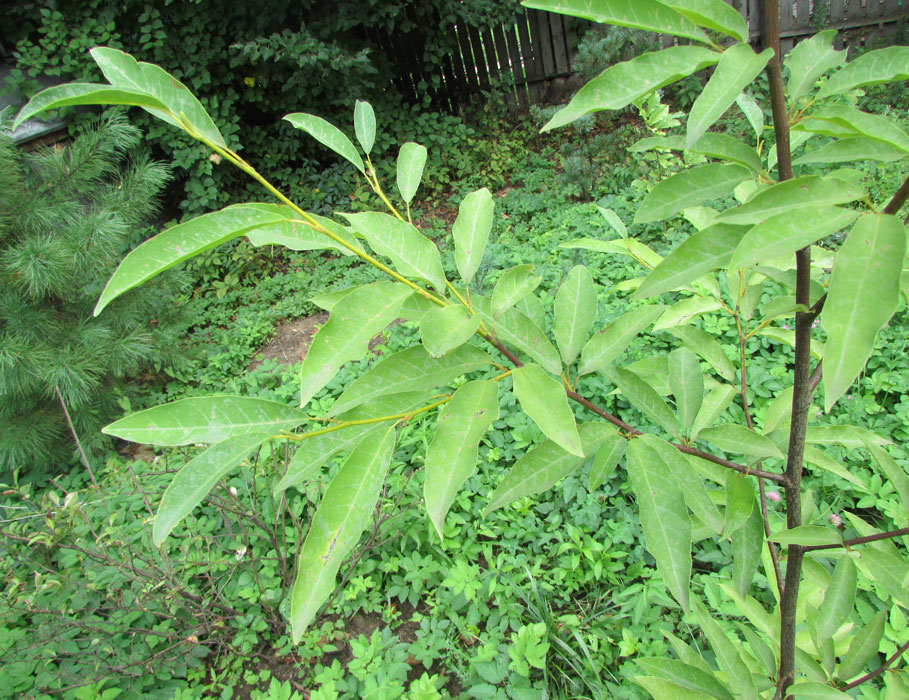 Image of Magnolia salicifolia specimen.