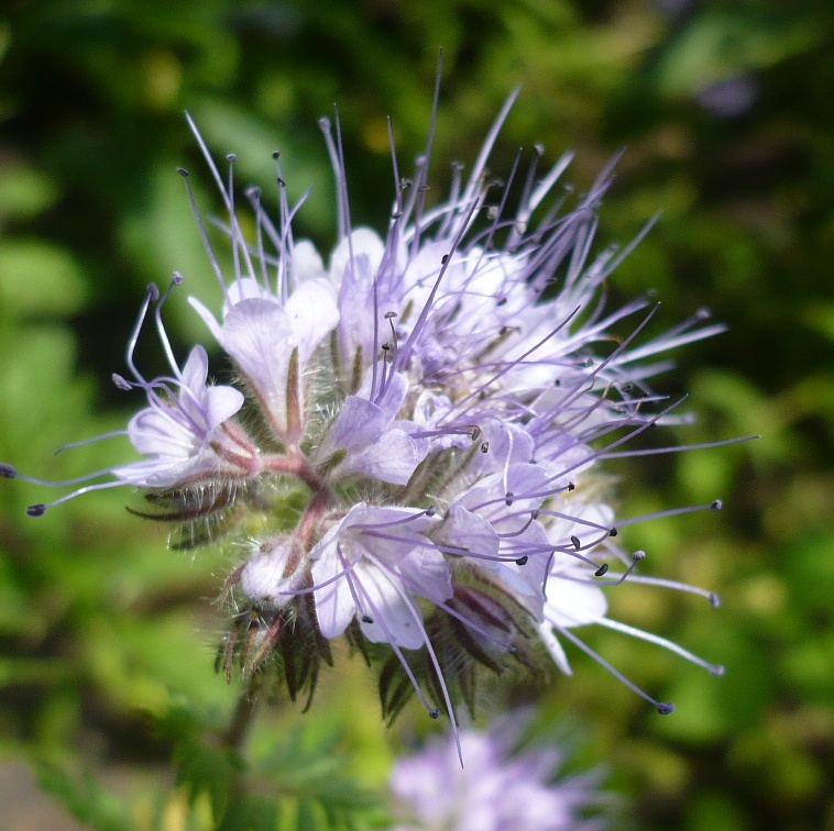 Image of Phacelia tanacetifolia specimen.