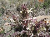 Pedicularis semenowii. Цветущее растение. Казахстан, Джунгарский Алатау, пер. Алтын-Эмель. 27 апреля 2014 г.