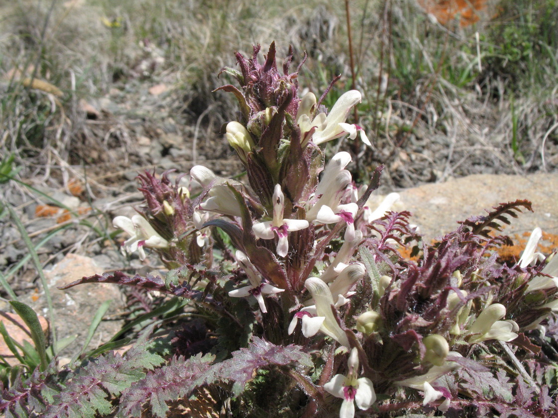 Image of Pedicularis semenowii specimen.