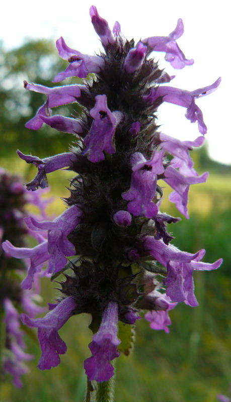 Изображение особи Betonica officinalis.