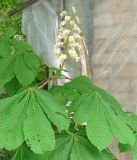 Aesculus hippocastanum