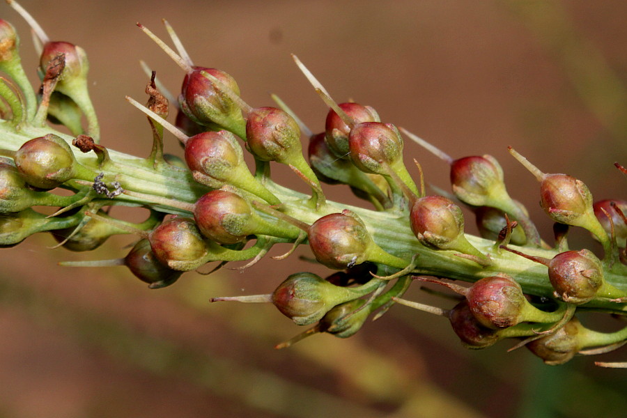 Изображение особи Lysimachia barystachys.