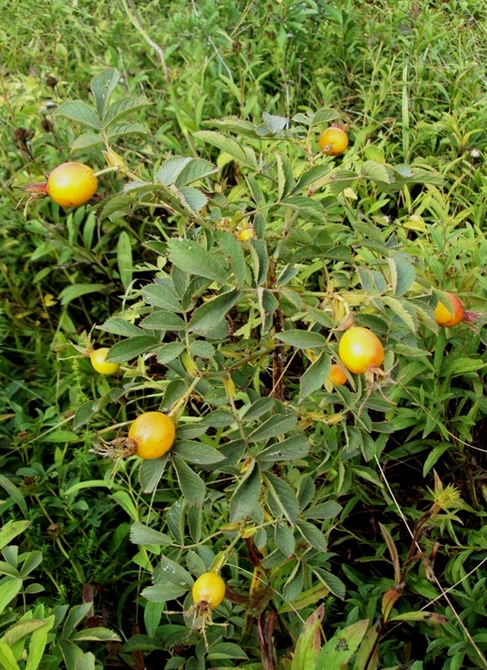 Image of Rosa villosa specimen.