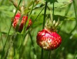 Fragaria moschata