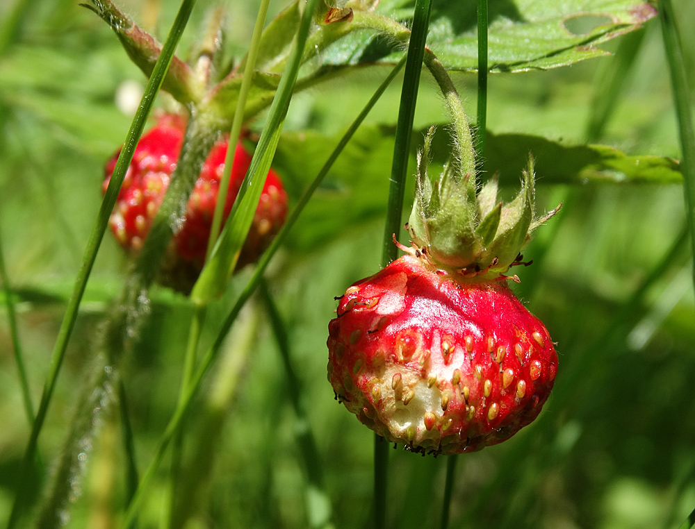 Изображение особи Fragaria moschata.