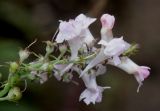 Linaria purpurea. Верхняя часть соцветия. Германия, г. Крефельд, Ботанический сад. 06.09.2014.