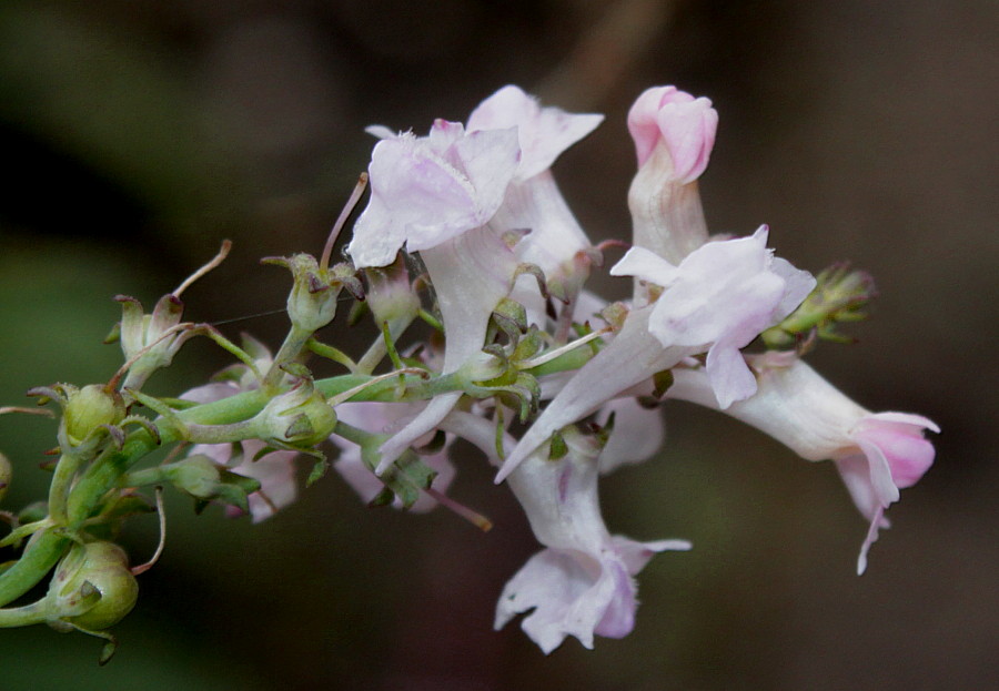 Image of Linaria purpurea specimen.