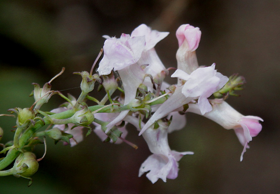 Изображение особи Linaria purpurea.