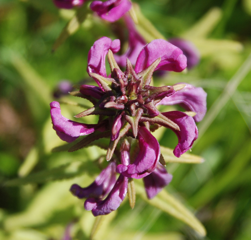 Изображение особи Pedicularis resupinata.