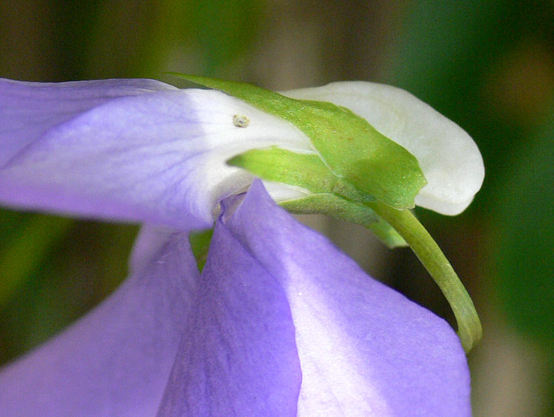 Изображение особи Viola sacchalinensis.