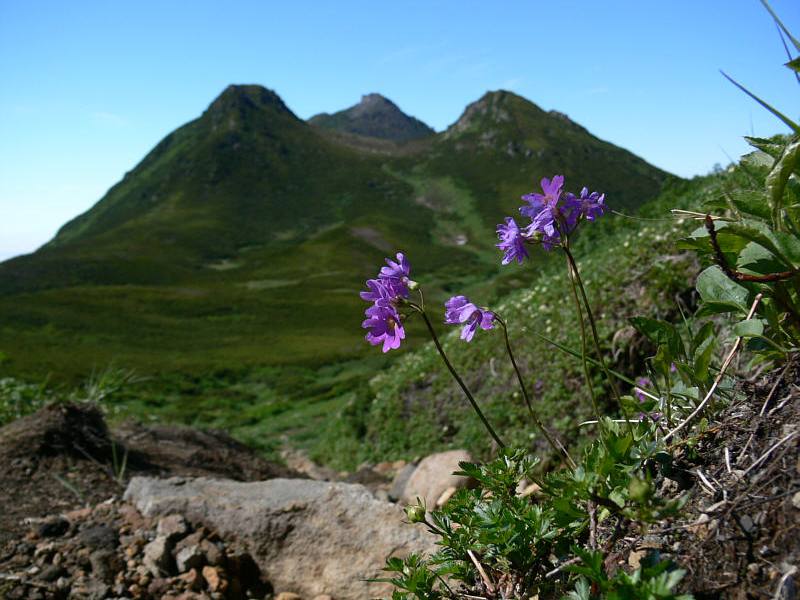 Image of Primula cuneifolia specimen.