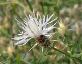 Centaurea diffusa