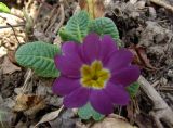 Primula vulgaris