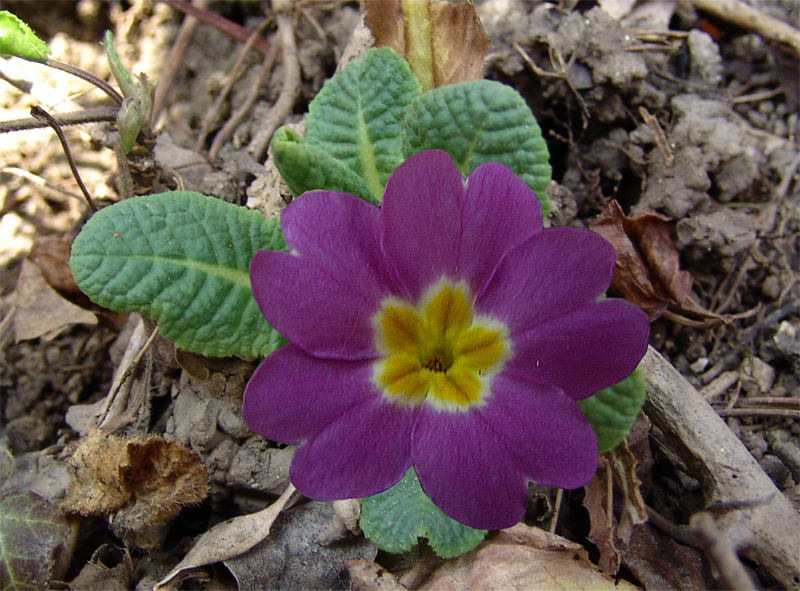 Изображение особи Primula vulgaris.